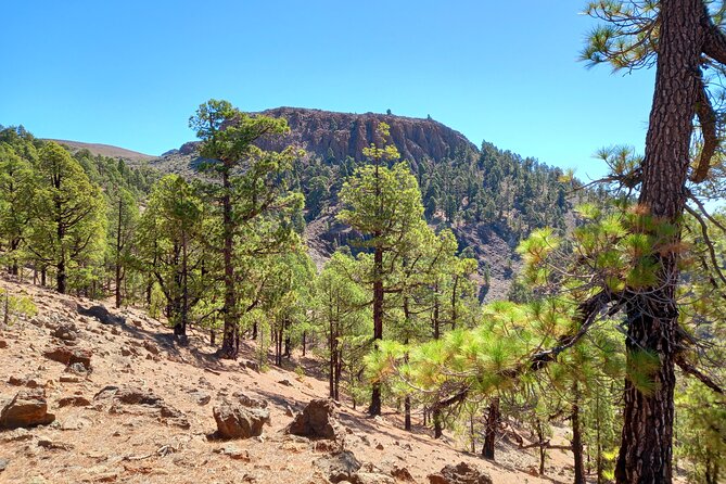 Hiking in Tenerife's Great Outdoors - Pickup and Transport: Starting Smooth From the South Coast