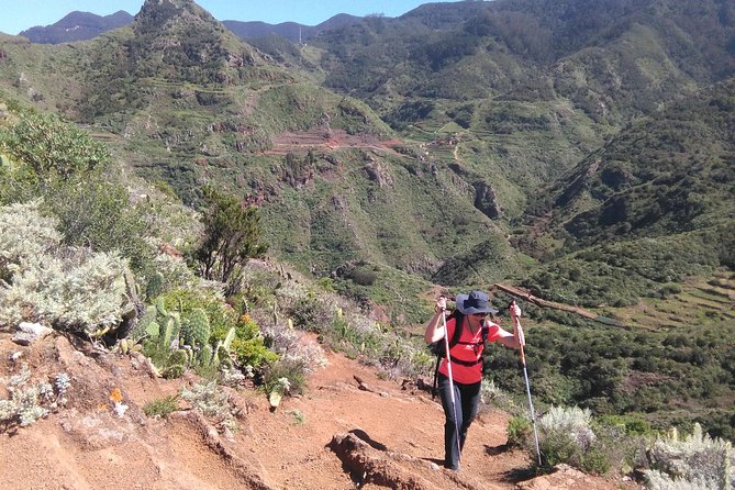 Hiking tour in the Anaga biosphere reserve in Tenerife - Meeting at Intercambiador Laguna and getting to the trailhead