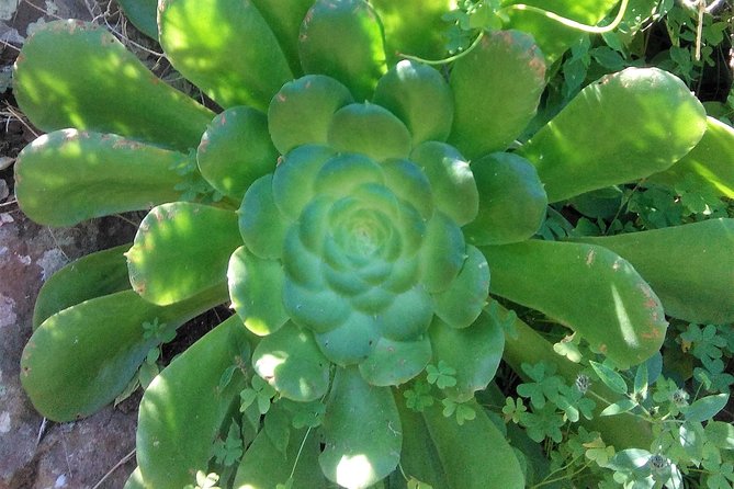 Hiking tour in the Anaga biosphere reserve in Tenerife - What “off the tourist track” means in Anaga