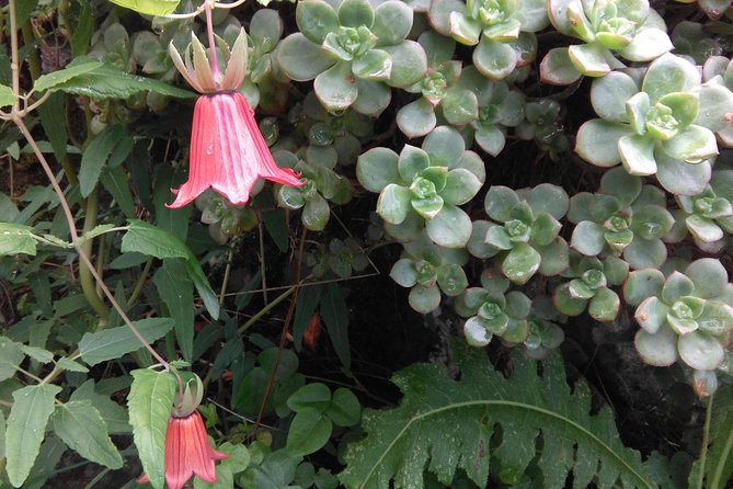 Hiking tour in the Anaga biosphere reserve in Tenerife - Private-style guidance in a max-12 group