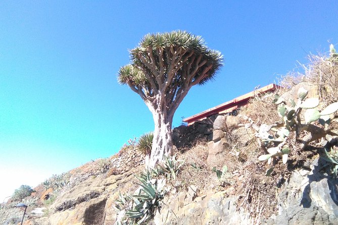 Hiking tour in the Anaga biosphere reserve in Tenerife - The route you walk: distance, timing, and how the day changes