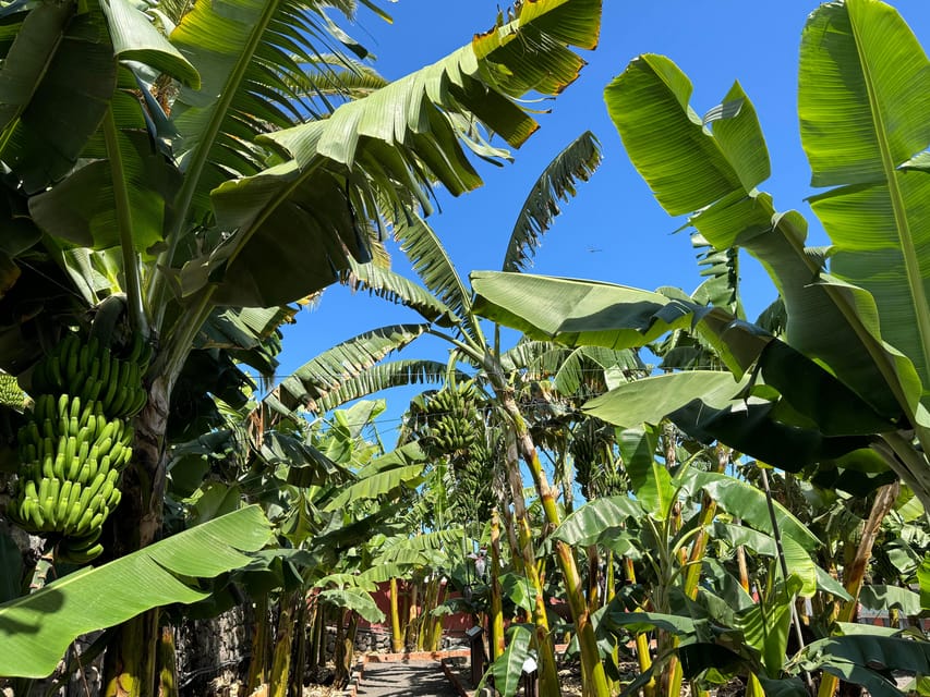 Icod de los Vinos: Casa del Plátano Entry Ticket - What you learn from the banana-history panels