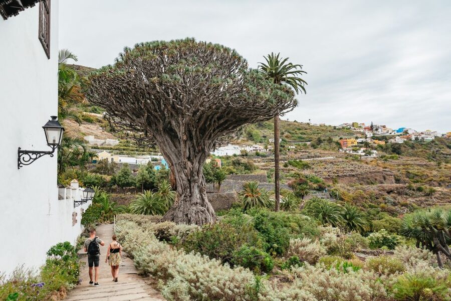 Icod de los Vinos: Dragon Tree & Botanical Garden Ticket - Key highlights you should plan around