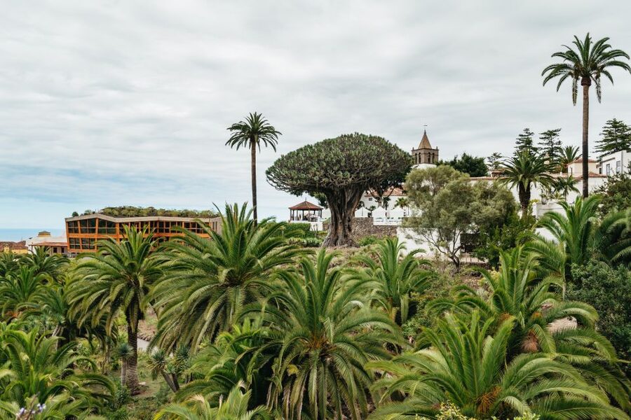 Icod de los Vinos: Dragon Tree & Botanical Garden Ticket - Who should book this dragon tree ticket?