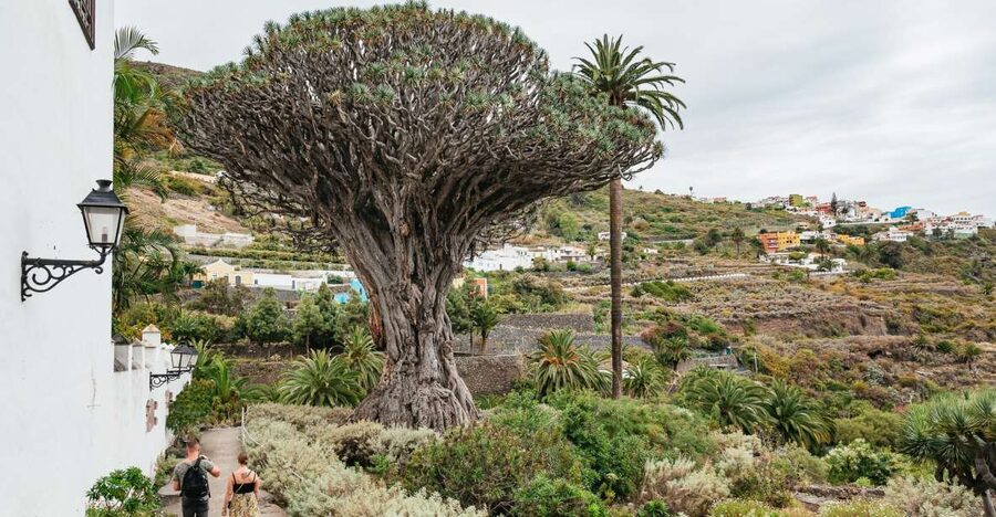 Icod de los Vinos: Dragon Tree & Botanical Garden Ticket - First stop: arriving at the Drago Milenario entrance