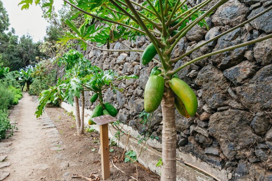 Icod de los Vinos: Dragon Tree & Botanical Garden Ticket - Botanical garden stroll: 3 hectares of real walking variety