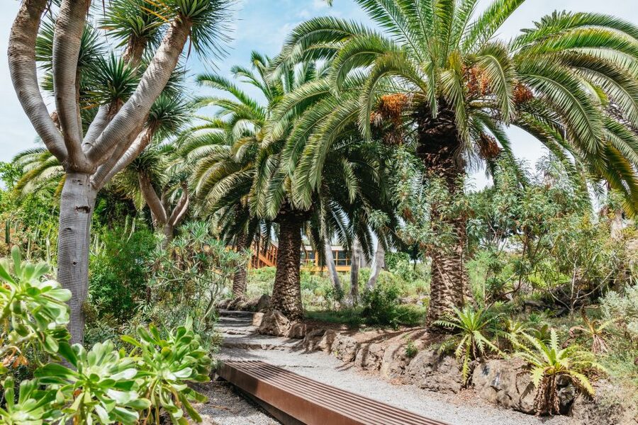 Icod de los Vinos: Dragon Tree & Botanical Garden Ticket - Culture connection: what the resin story means for your visit