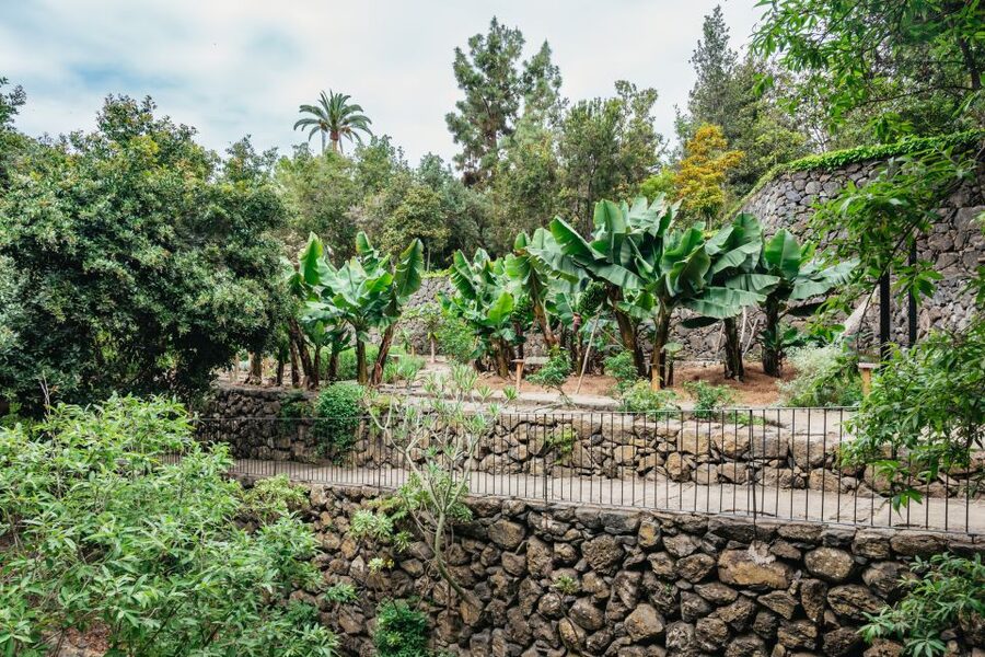Icod de los Vinos: Dragon Tree & Botanical Garden Ticket - Practical tips that make the visit easier