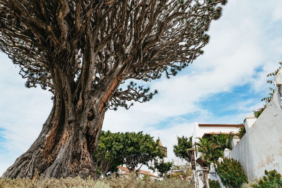 Icod de los Vinos: Dragon Tree & Botanical Garden Ticket - The drago milenario: why this tree draws people in