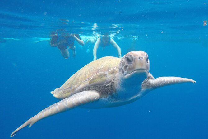 Kayak Route along the Volcanic Coast in Tenerife South with Snorkeling - Key highlights before you go