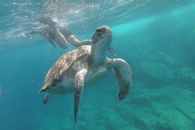 Kayak Route along the Volcanic Coast in Tenerife South with Snorkeling - Starting at Shaka Kayak y Sup Tenerife, then out along the volcanic coast