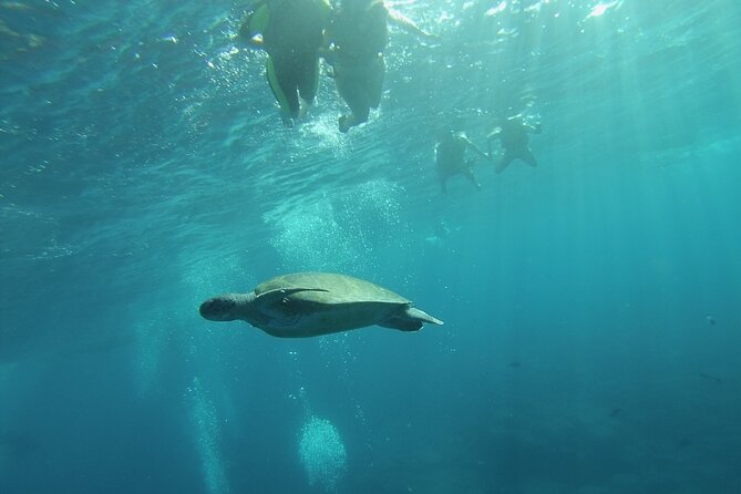Kayak Route along the Volcanic Coast in Tenerife South with Snorkeling - Snorkeling with turtles: what to expect and what can go wrong