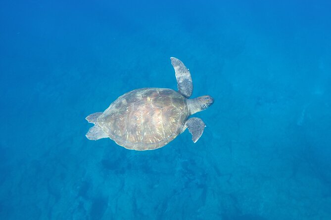 Kayak Route along the Volcanic Coast in Tenerife South with Snorkeling - Paddling effort: comfortable kayaks, but plan for work