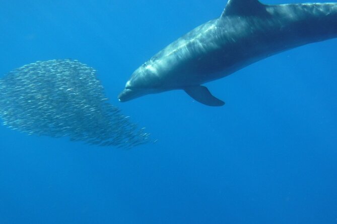 Kayak Route along the Volcanic Coast in Tenerife South with Snorkeling - Weather, timing, and why wildlife stories vary