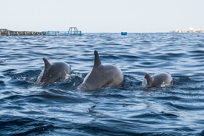 Kayak Safari with Dolphin and Turtle Watching in Guaza - Wildlife odds: dolphins and turtles are real, but not guaranteed
