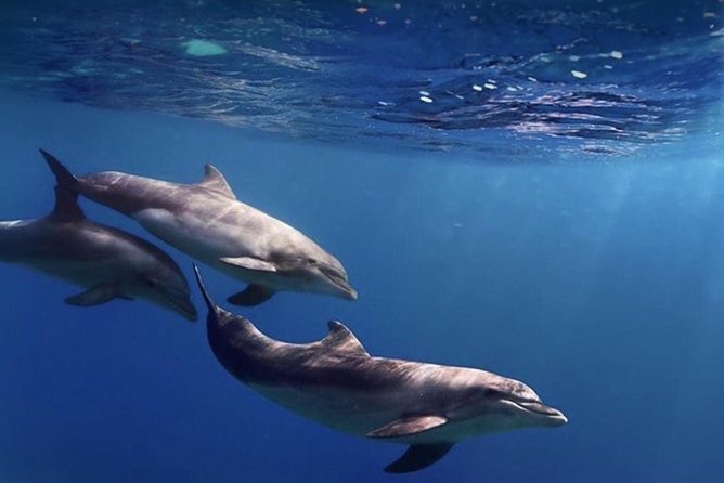 Kayak Safari with Dolphin and Turtle Watching in Guaza - Guides and safety: why Joel, Luka, and Casper come up often