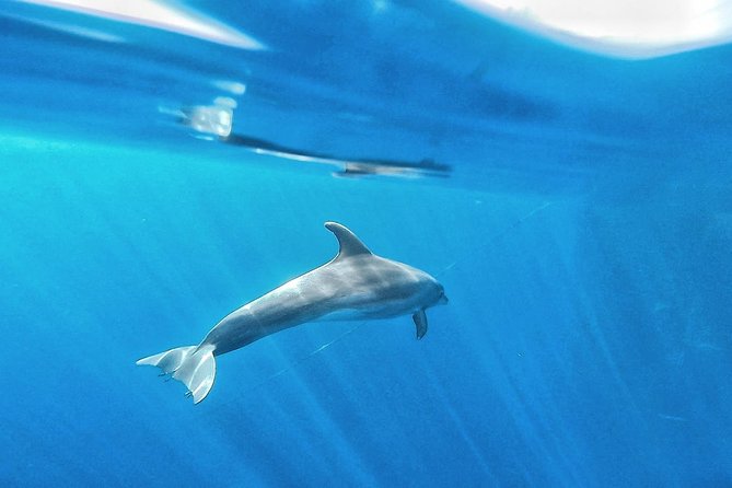 Kayak Safari with Dolphin and Turtle Watching in Guaza - Snorkeling and wildlife timing: why some days feel quieter