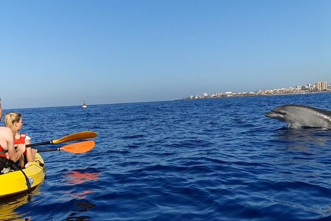Kayak with Dolphin & Turtle Watching Private Tour - Guides and the private-tour feel: what makes it work