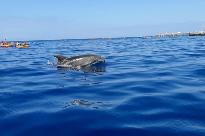 Kayak with Dolphin & Turtle Watching Private Tour - Price and value in Tenerife: is $110.91 worth it?