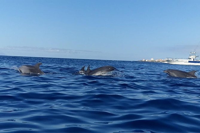 Kayak with Dolphin & Turtle Watching Private Tour - Who this tour fits best (and who might want a different plan)