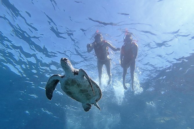 Kayak with Dolphin & Turtle Watching Private Tour - The 3.5-hour rhythm: pickup, paddling, cave time, and snorkeling