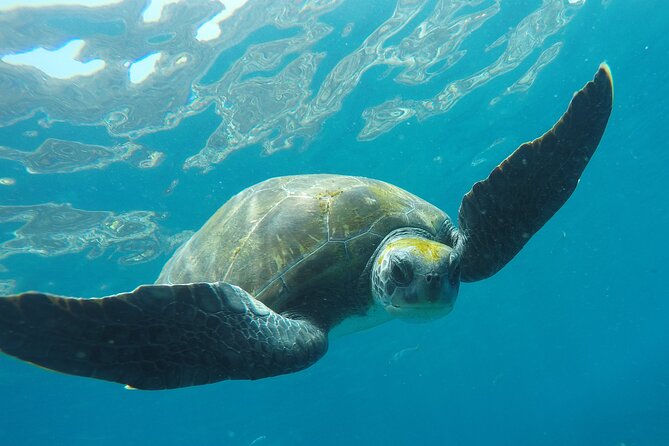 Kayaking + snorkeling with turtles - Kayaking Tenerife With Turtles: What This Trip Is Really Like