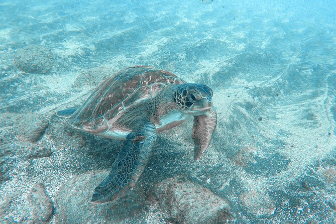 Kayaking + snorkeling with turtles - Turtle Snorkeling for 30 Minutes: How to Get the Best Chance