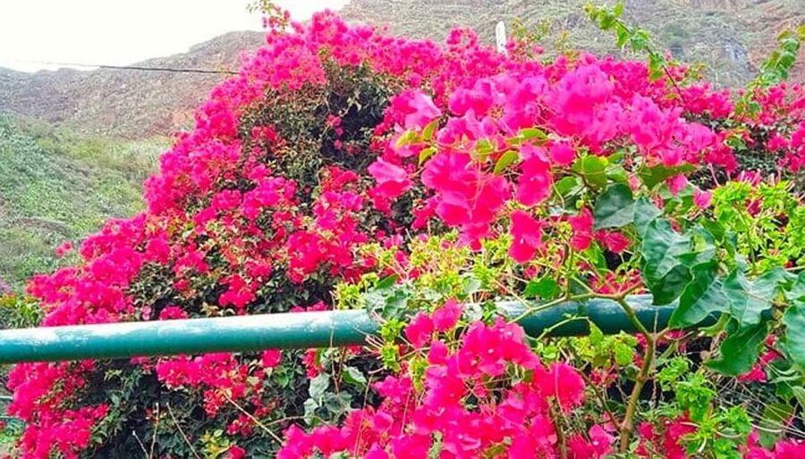 La Gomera Vip Experience - The Ferry Ride and Bus Ride: Comfort and Sightlines