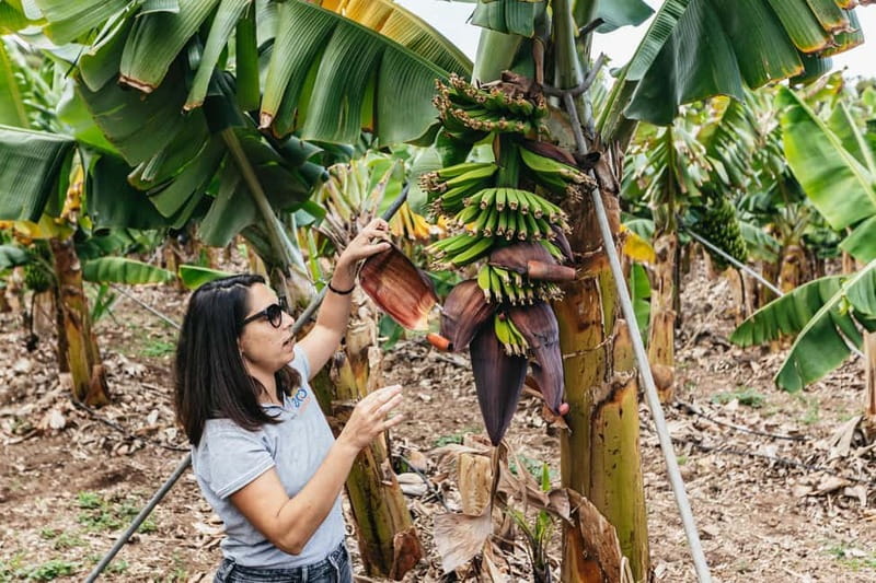 La Orotava: Eco Banana Plantation Tour with Banana Liquor - Where BananaECOplantation fits in La Orotava