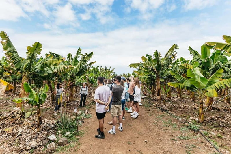 La Orotava: Eco Banana Plantation Tour with Banana Liquor - The eco banana system explained the way farmers think
