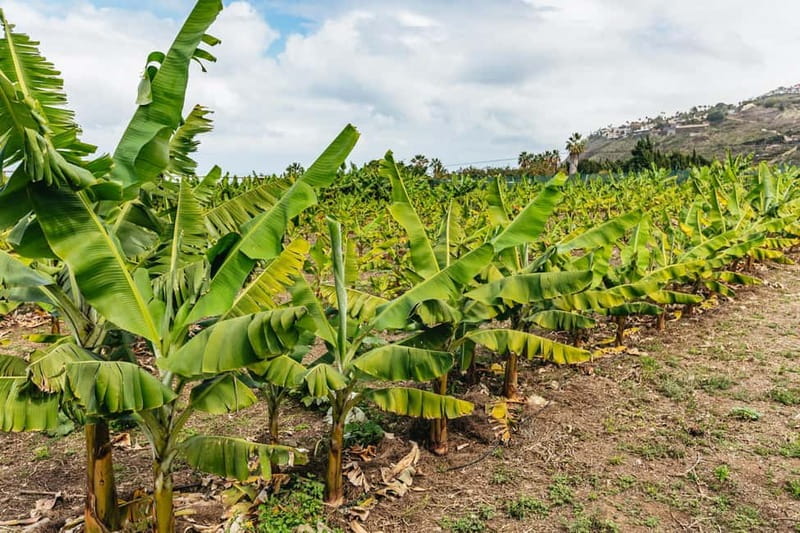 La Orotava: Eco Banana Plantation Tour with Banana Liquor - Banana tasting and the banana liqueur shot, what to pay attention to