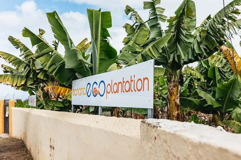 La Orotava: Eco Banana Plantation Tour with Banana Liquor - Meet the makers and the banana facts people actually remember