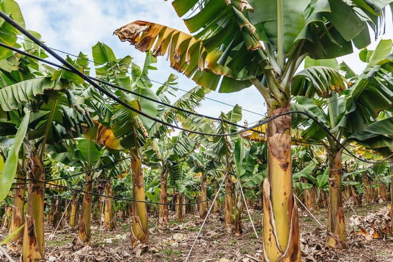 La Orotava: Eco Banana Plantation Tour with Banana Liquor - Meeting on El Rincón road and how the walk feels in real life