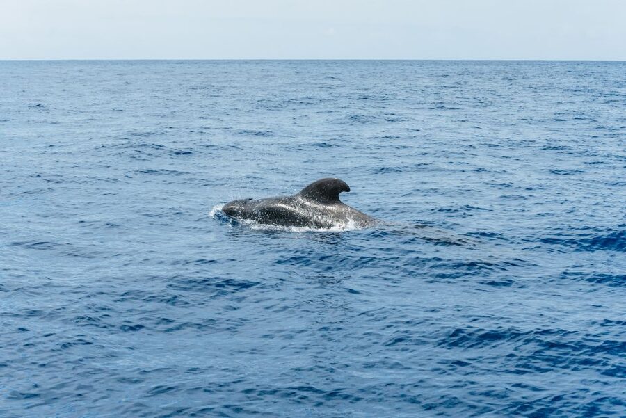 Las Galletas: Whale & Dolphin Tour with Local Skipper - Tips for a smoother trip, even if the sea turns rough