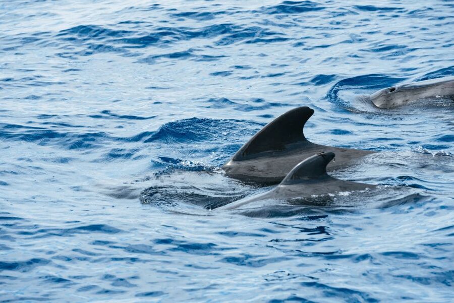 Las Galletas: Whale & Dolphin Tour with Local Skipper - The skipper’s welcome: what you’re told before you go whale-hunting