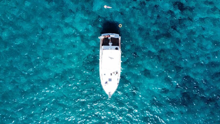 Las Galletas: Whale & Dolphin Tour with Local Skipper - The wildlife route off Tenerife: whales, dolphins, turtles, and what to do if sightings start slow