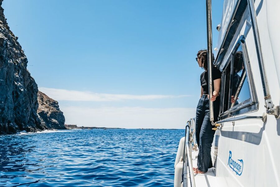 Las Galletas: Whale & Dolphin Tour with Local Skipper - Anchored swim and snorkel stop: what’s included and what to watch for