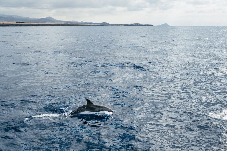 Las Galletas: Whale & Dolphin Tour with Local Skipper - Meeting in Arona: how pickup and dock 2 work in real life
