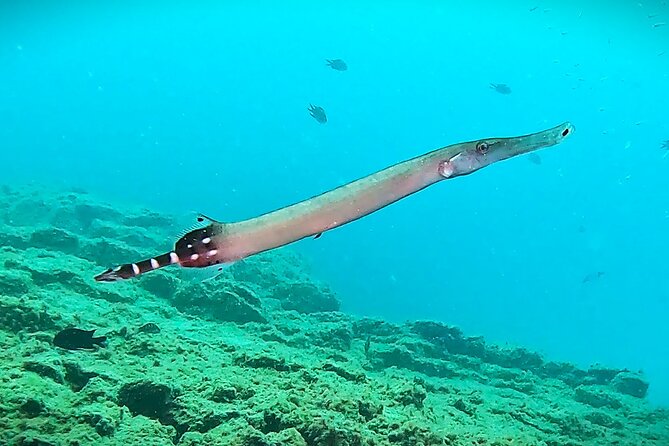 Learn Scuba Diving in Tenerife with Photos Included - Photos included: your souvenir beyond the certificate