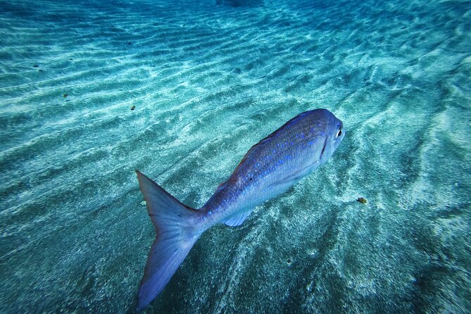 Learn Scuba Diving in Tenerife with Photos Included - The Tenerife setting, and what the meeting point means for you