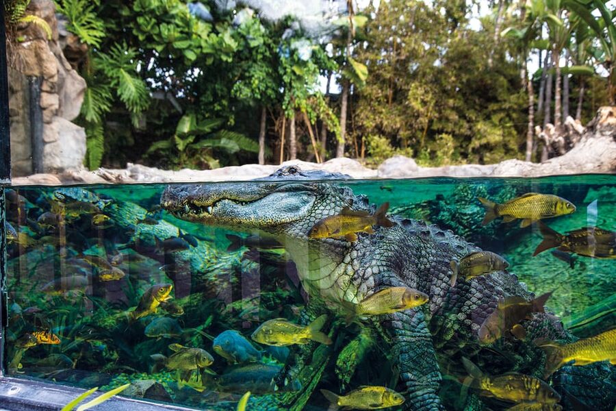 Loro Parque and Siam Park Combined Admission Tickets - Siam Park Smart Planning: Weight Limits and Winter Comfort