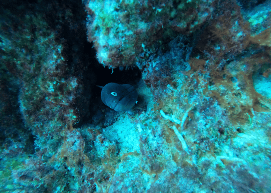 Los Cristianos: Basic Diver Course - Key things that make this course worth your time