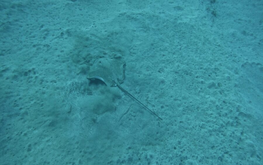 Los Cristianos: Basic Diver Course - Why Los Cristianos is a smart first-time scuba location
