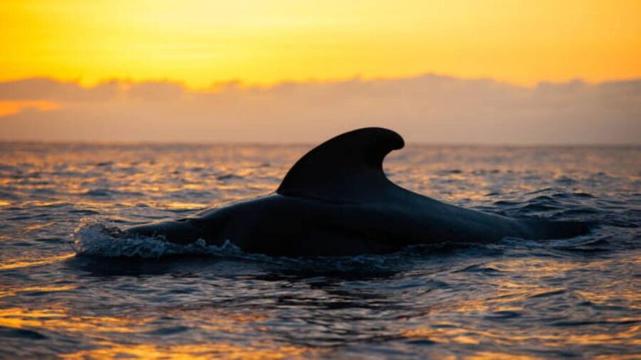 Los Cristianos: Eco Yacht Whale Watching Tour at Sunset - Quick Take: What You’ll Remember Most