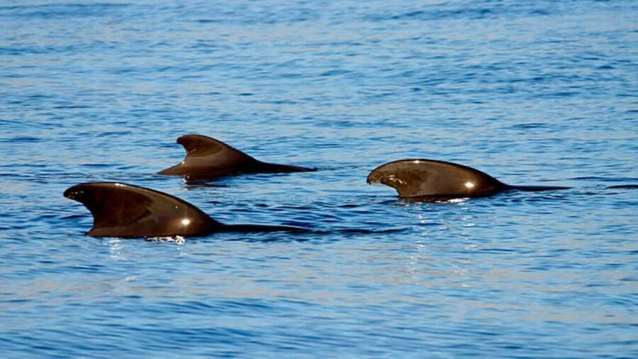 Los Cristianos: Eco Yacht Whale Watching Tour at Sunset - Should You Book the Los Cristianos Sunset Whale Watching Tour?
