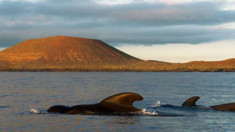 Los Cristianos: Eco Yacht Whale Watching Tour at Sunset - Sunset Views and Photo-Friendly Angles Near El Teide