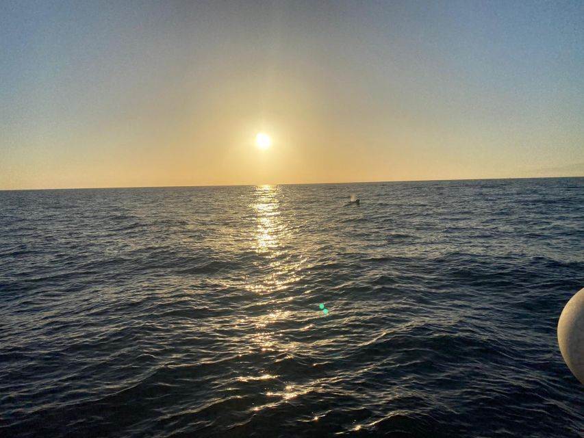 Los Cristianos: Eco Yacht Whale Watching Tour at Sunset - Ethics First: No-Chase Watching Changes What You Actually See