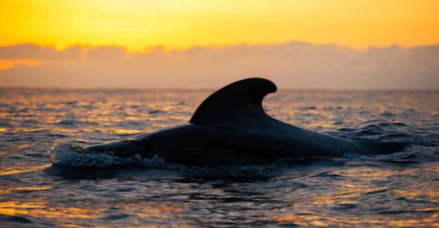 Los Cristianos: Eco Yacht Whale Watching Tour at Sunset - Travelin Lady: An Eco-Yacht Built for Wildlife Watching