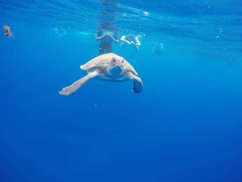 Los Cristianos: Kayak and Snorkel with Turtles and Photos - Price and value: why $34 can feel like a bargain