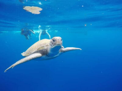 Kayak and Snorkel with Turtles and Photos